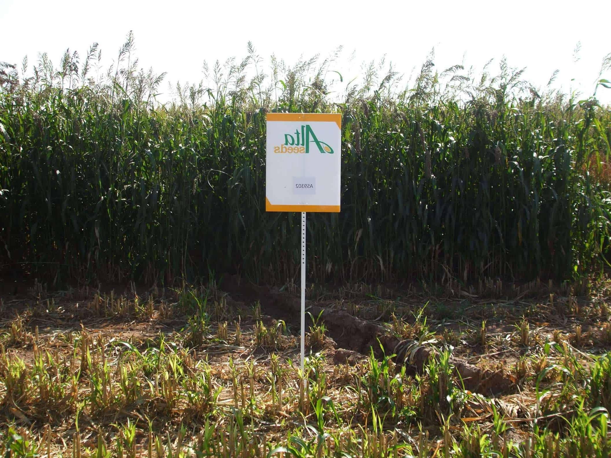 Sign next to seed crops